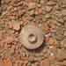 11.Lid of a pot at Chip Wala ,Cholistan,21.08.2009 